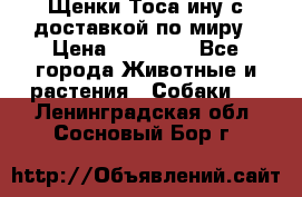 Щенки Тоса-ину с доставкой по миру › Цена ­ 68 000 - Все города Животные и растения » Собаки   . Ленинградская обл.,Сосновый Бор г.